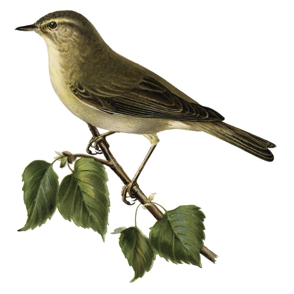 A Willow warbler sits on a branch