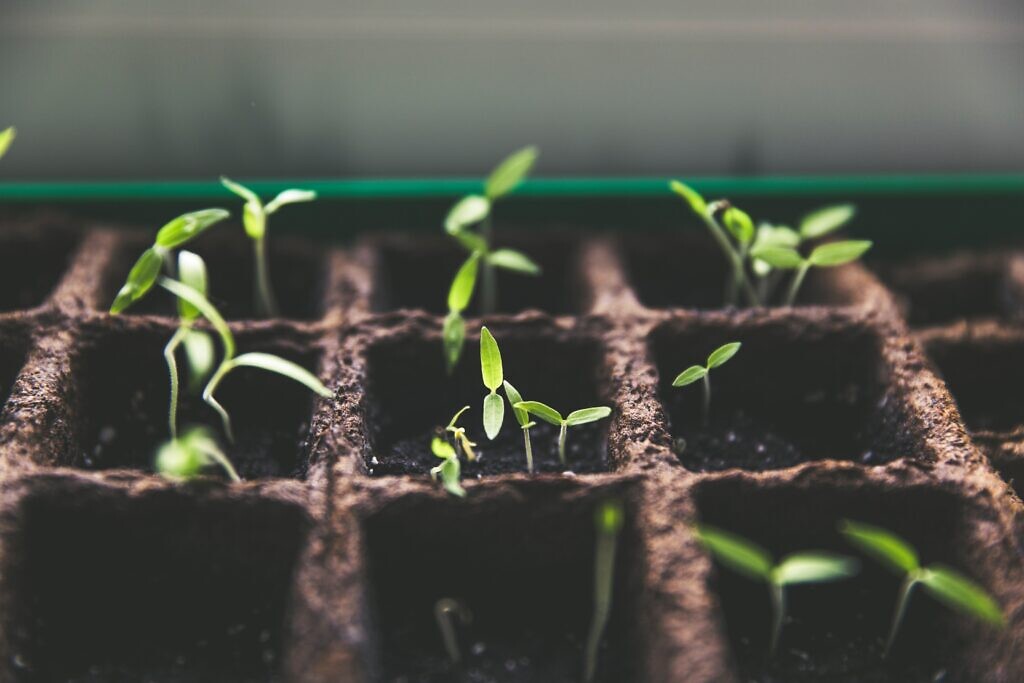 sustainable seedlings sprout from the soil, much like a new marketing campaign for your business. It takes a proffessionla writer to help your business sprout